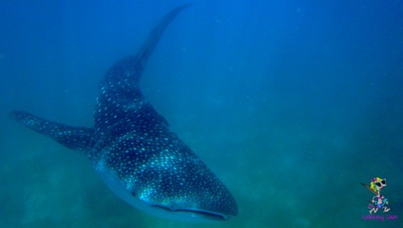 cebu whale shark