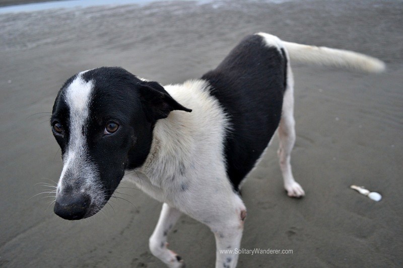 Hesitant dog at Baybay Beach.