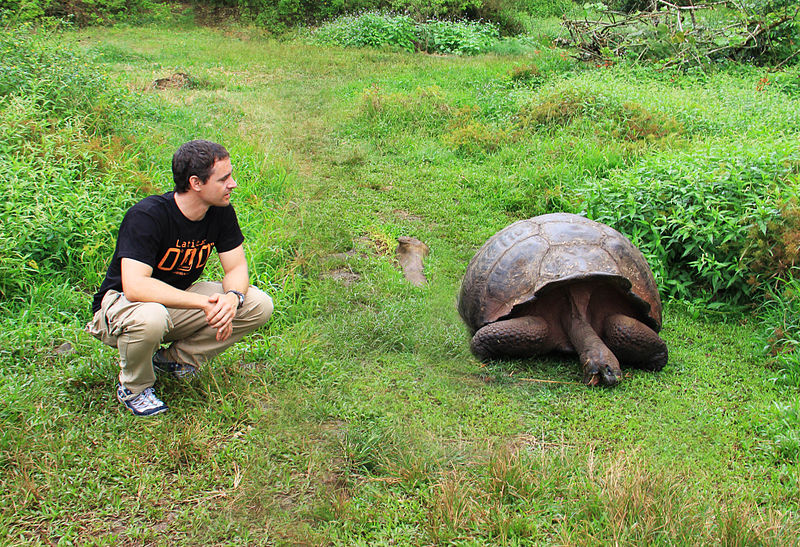 Huge tortoises on Galapagos Island. ©Afer2073