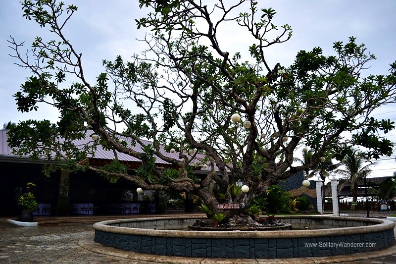 Huge frangipani tree (kalachuchi) in front of the driveway.