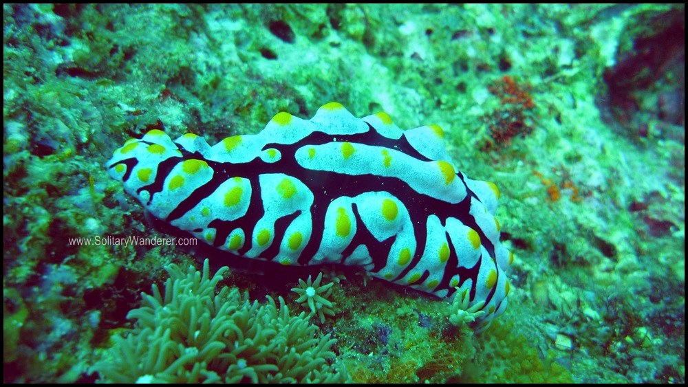 One of the many beautiful nudibranch.