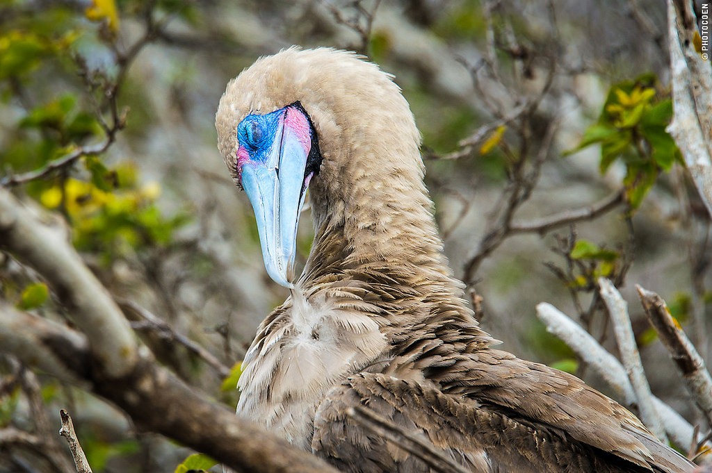 Red Footed Booby Galapagos