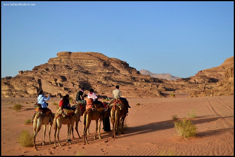 wadi rum jordan camels
