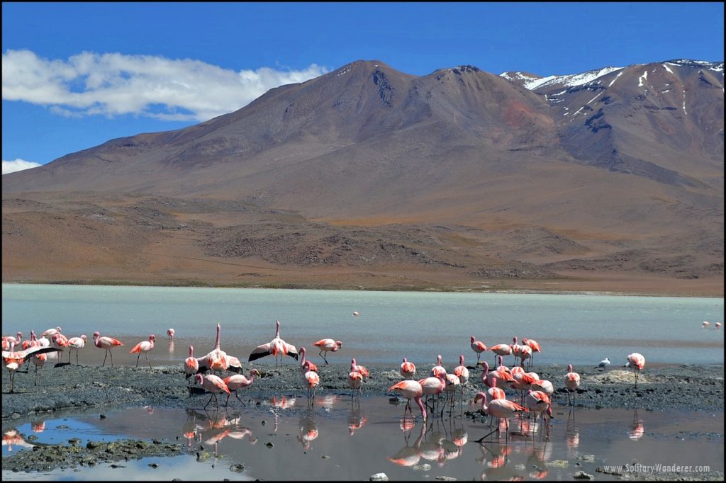 laguna-verde-bolivia-flamingoes