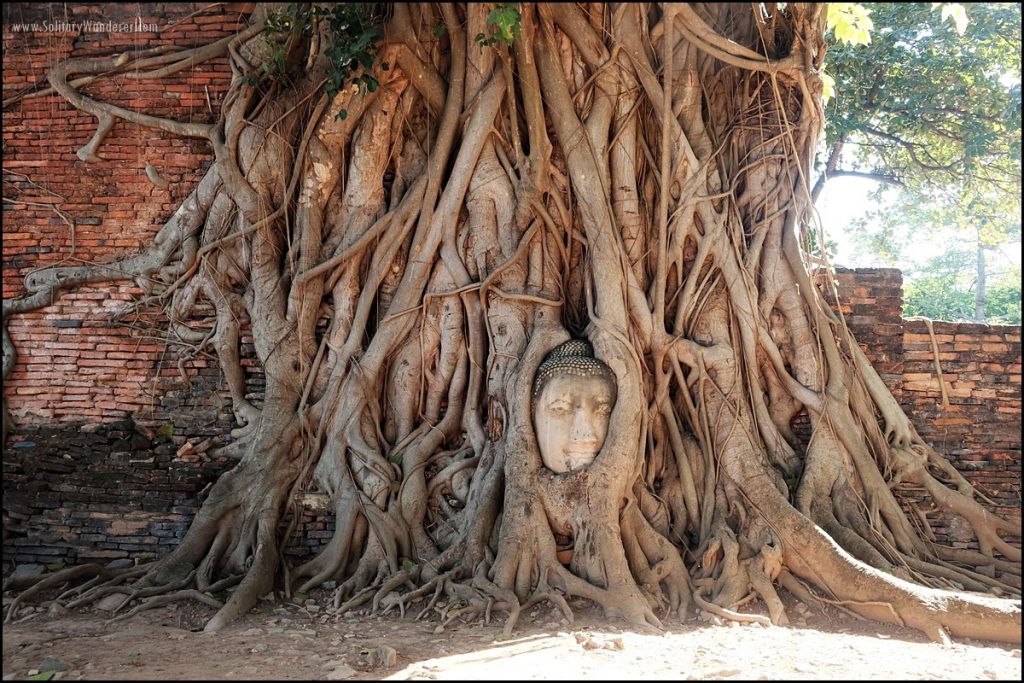 buddha head in tree ayutthaya thailand day trip