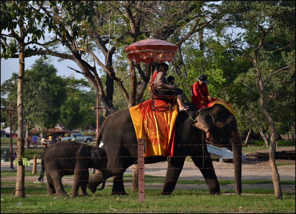 elephant ride ayutthaya thailand