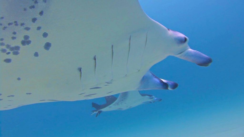 manta rays maldives