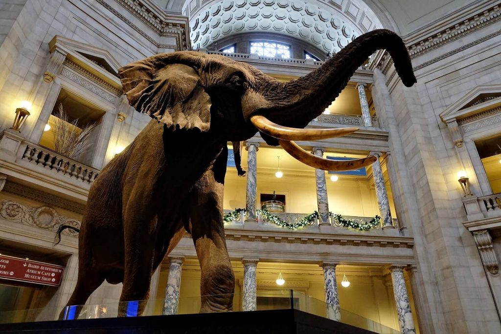 Solo Travel Tips Washington DC --Natural History Museum