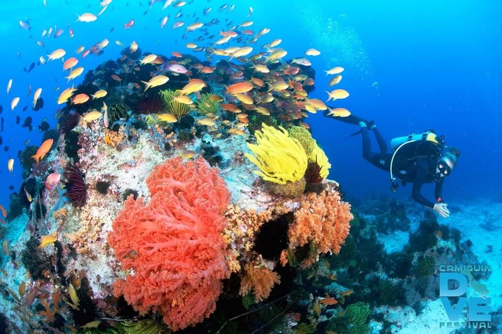 corales camiguin sitio de buceo selva negra