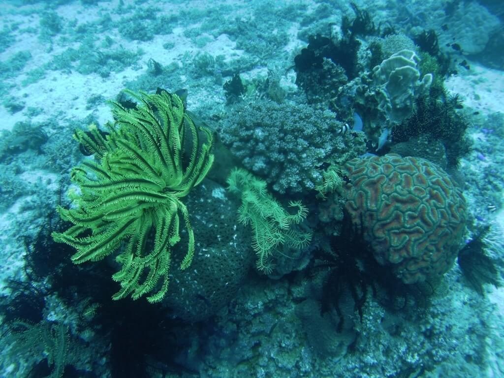 corales en camiguín
